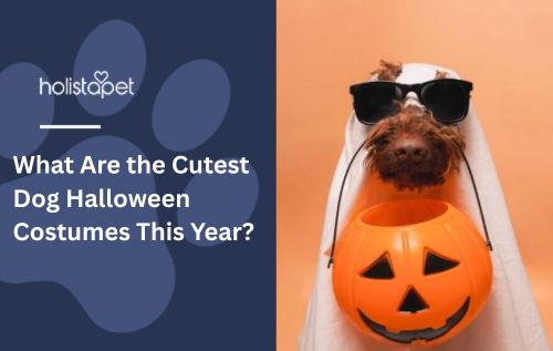 What Are the Cutest Dog Halloween Costumes This Year?