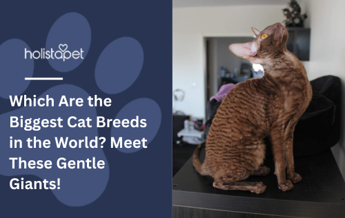 Which Are the Biggest Cat Breeds in the World? Meet These Gentle Giants!