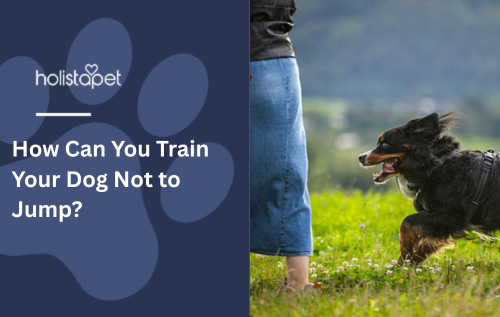 How Can You Train Your Dog Not to Jump?