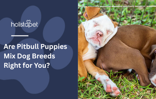 Are Pitbull Puppies Mix Dog Breeds Right for You?