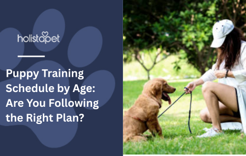 Puppy Training Schedule by Age: Are You Following the Right Plan?