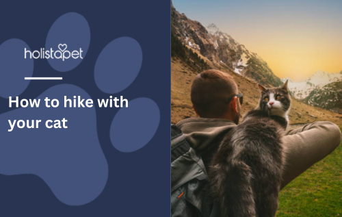 How to hike with your cat