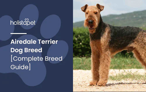Complete breed guide of Airedale Terriers