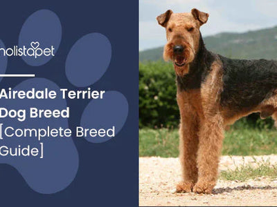 Airedale Terrier Dog Breed [Complete Breed Guide]