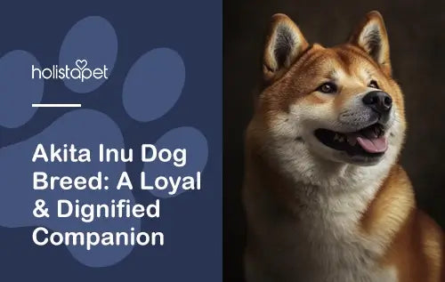 Akita Inu Dog Breed Complete Information and Guide