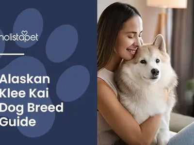 Alaskan Klee Kai: Exploring The Mini Husky