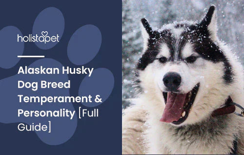 Guide about the Alaskan Husky Dog Breed