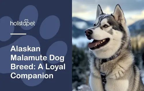Compete Guide for Alaskan Malamute Dog Breed