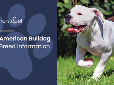American Bulldog Breed Information