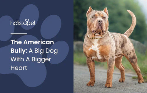 Details about keeping an American Bully as a pet