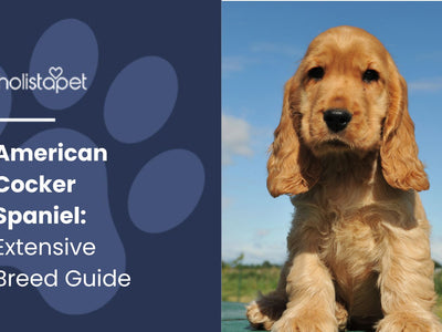 American Cocker Spaniel: Extensive Breed Guide