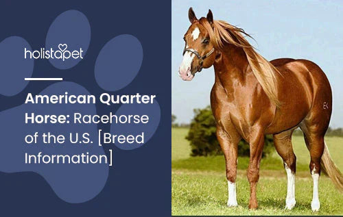 American Quarter Horse fun facts