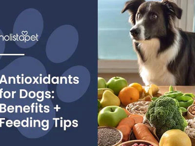 Antioxidants for Dogs: 8 Pawsome Benefits & FAQs
