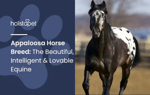The wonder of Appaloosa Horse Breed 