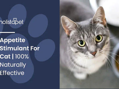 Appetite Stimulant For Cat | 100% Naturally Effective