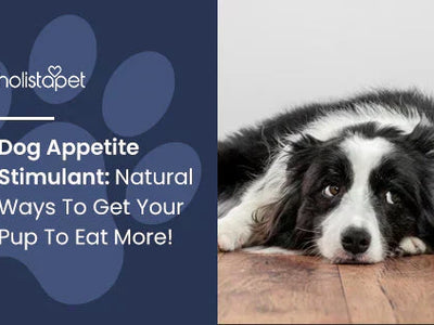 Dog Appetite Stimulant: Natural Ways To Get Your Pup To Eat More!