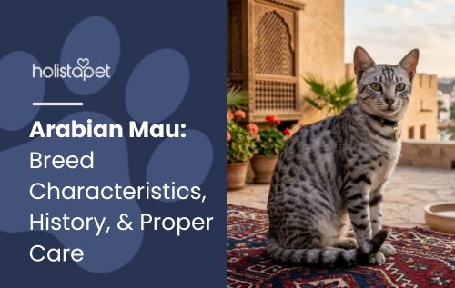 Arabian Mau: Breed Characteristics, History, & Proper Care
