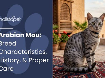 Arabian Mau: Breed Characteristics, History, & Proper Care