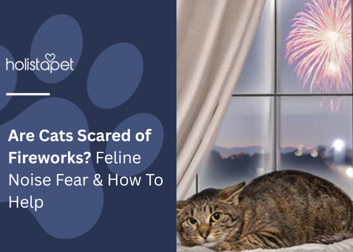 Are Cats Scared of Fireworks? Feline Noise Fear & How To Help Featured blog image by Holistapet. Shows a frightened cat crouching near a window as fireworks light up the night sky outside.