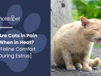 Are Cats in Pain When in Heat? [Feline Comfort During Estrus]