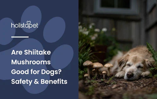 A golden retriever laying down outside with a couple shiitake mushrooms growing next to it.