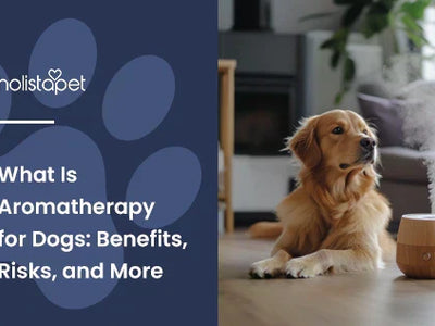 What Is Aromatherapy for Dogs: Benefits, Risks, and More