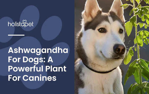 What Is Ashwagandha