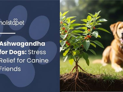 Ashwagandha for Dogs: Stress Relief for Canine Friends