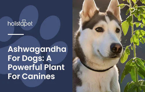 What Is Ashwagandha