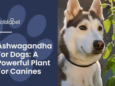 Ashwagandha for Dogs: Calming, Immunity, Mobility, & More!