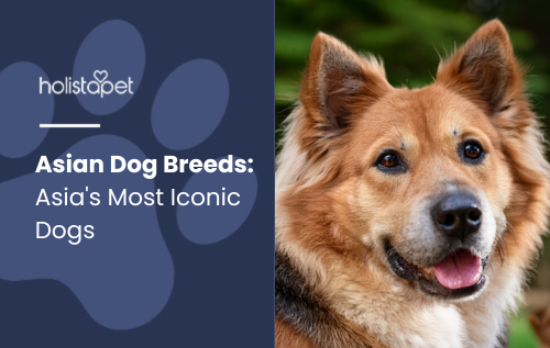 Asian Dog Breeds featured blog image by Holistapet. The image shows a fluffy, medium-sized dog with a golden-brown and white coat, pointy ears, and a friendly expression. 