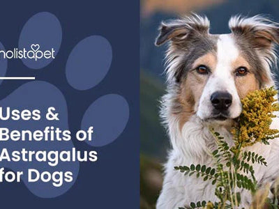 Astragalus for Dogs: Canine Health Benefits & FAQs