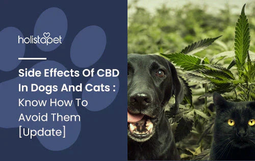 What are the side effects of CBD on dogs and cats