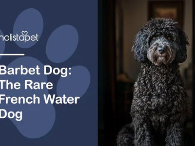 Barbet Dog: The Rare French Water Dog