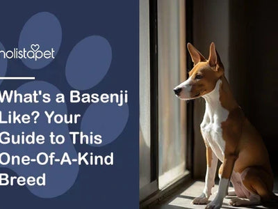 Basenji Dog: Temperament, Traits, and Fun Facts