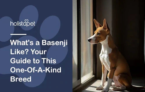 Guide to Basenji Dog Breed