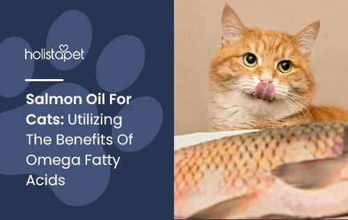 How to use salmon oil and what are its benefits