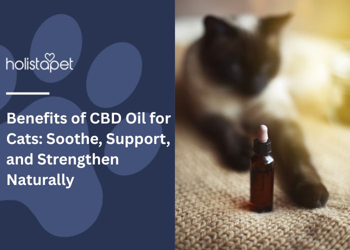 Benefits of CBD Oil for Cats Feature Image by Holistapet