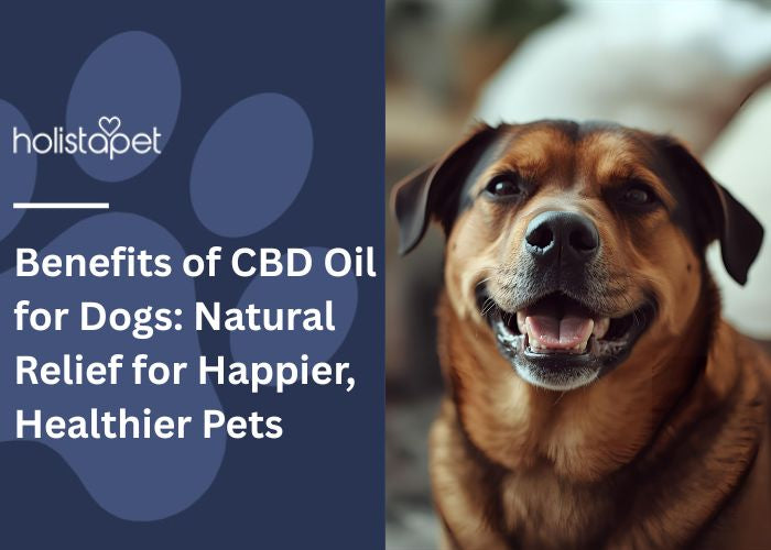 Benefits of CBD Oil for Dogs: Natural Relief for Happier, Healthier Pets