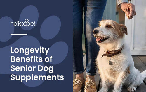 Supplements for Senior Dogs
