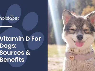 Vitamin D for Dogs Explained [Benefits, Sources, & Dosages]