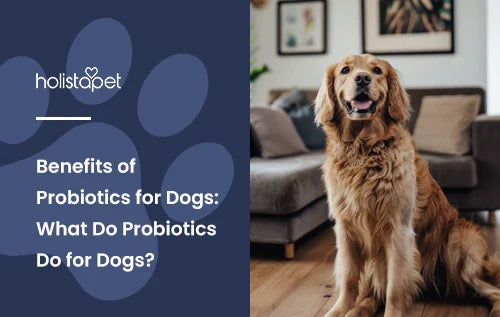 Benefits of Probiotics for Dogs: What Do Probiotics Do for Dogs?