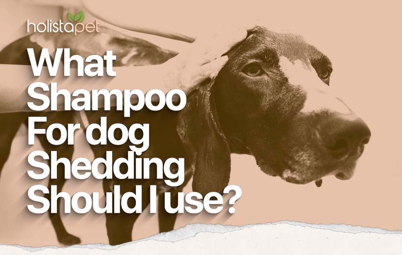 Best Dog Shampoo : Reduce Heavy Shedding FAST