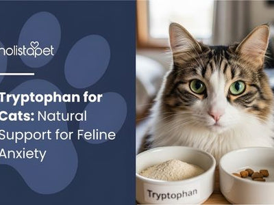 Tryptophan for Cats: Natural Support for Feline Anxiety