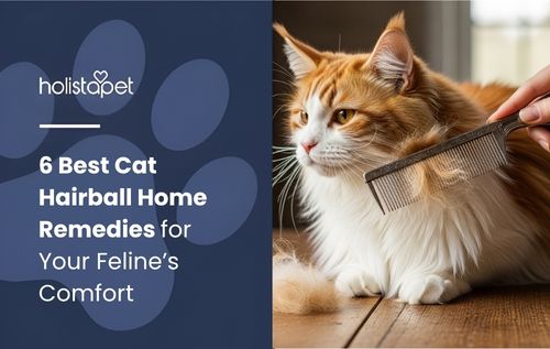 A person brushing an orange and white cat with a comb as one of the best cat hairball home remedies, with loose fur visible in the air and on the surface.