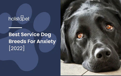 Dog Breeds for People with Anxiety