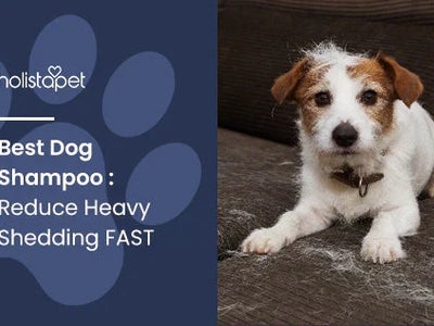 Best Dog Shampoo : Reduce Heavy Shedding FAST