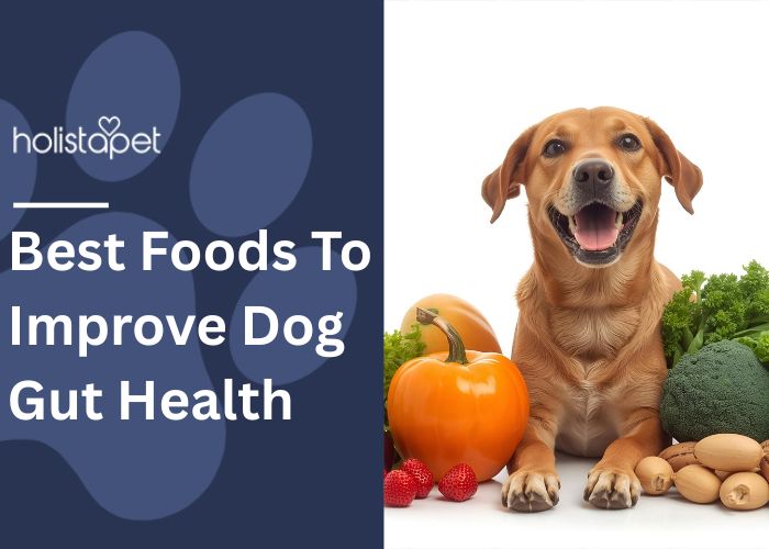 Best Foods To Improve Dog Gut Health Featured blog Image by Holistapet. Shows a tan dog laying between Healthy food choices for dogs. 