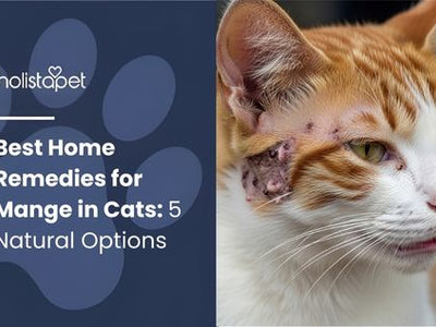 Best Home Remedies for Mange in Cats: 5 Natural Options
