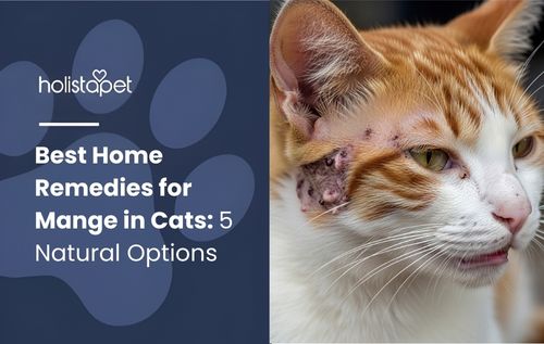 home remedies for mange in cats (featured blog image by Holistapet) shows an orange and white cat with mange